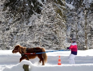  Skijoring para niños